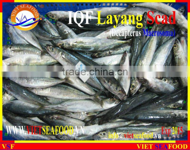 IQF LAYANG SCAD WHOLE ROUND