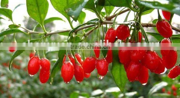 2016 new natural Goji berry/ wolf berry/gouqi