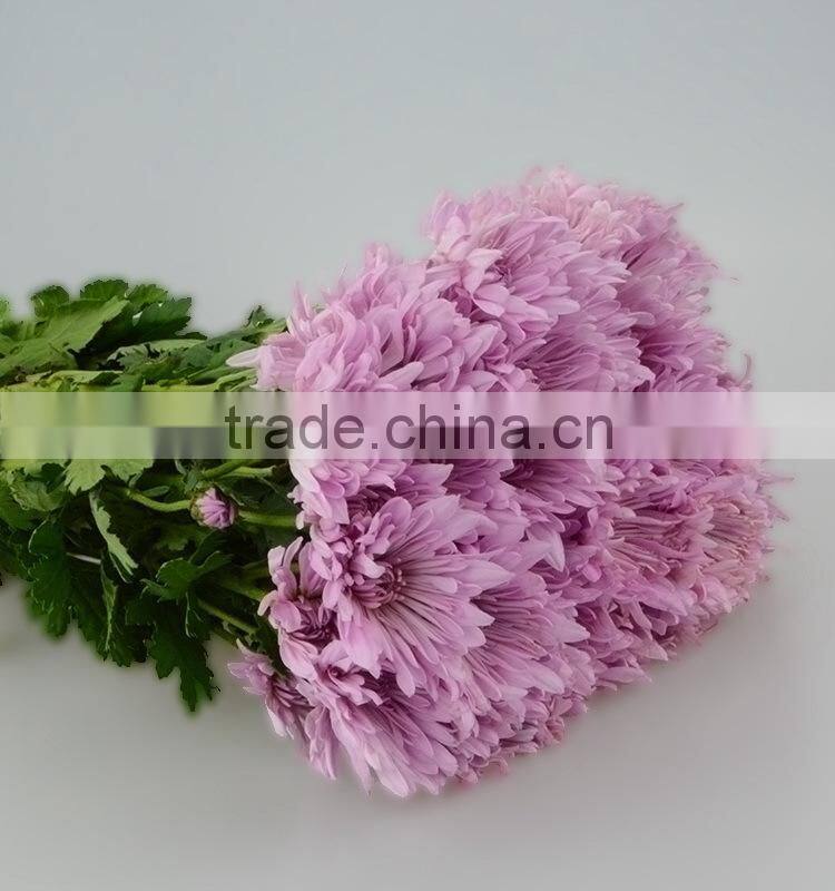 Quality new coming fresh pink chamomile chrysanthemum