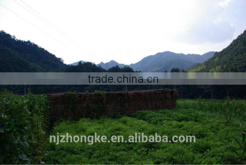 Cancer Treatment Reishi/Ganoderma Mushroom Spore Oil Soft Gel