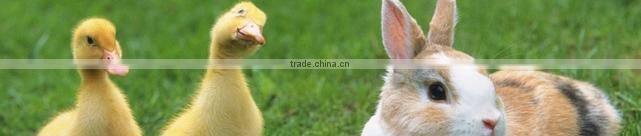 frozen boneless halal Duck breast