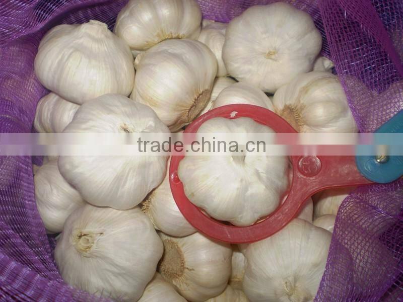 Pure white garlic (snow white garlic, super white garlic)