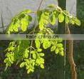 Moringa leaf