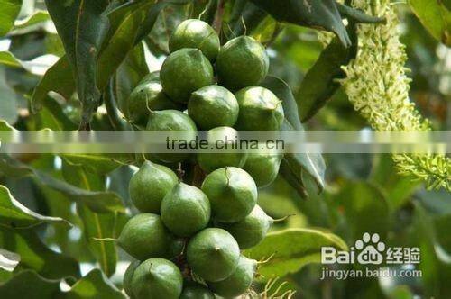 2016 New Type Hot Sale Hawaii Fruit Peeling Machine