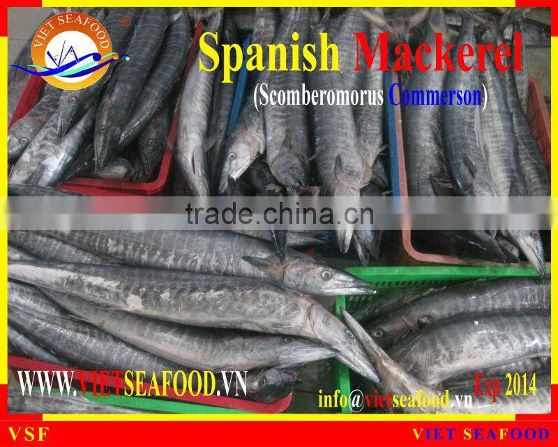 W/R FROZEN SPANISH MACKEREL