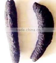 LOWEST PRICE AND HIGH QUALITY DRIED SEA CUCUMBERS