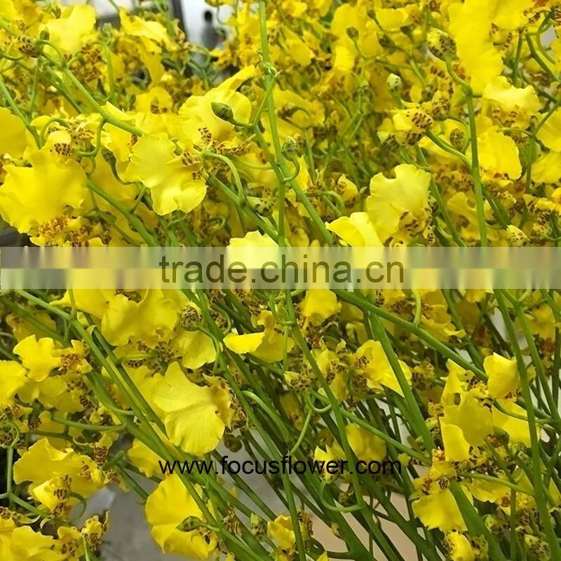 Perennial Plant Fresh Cut Yellow Holland Of Orchid From YUNNAN