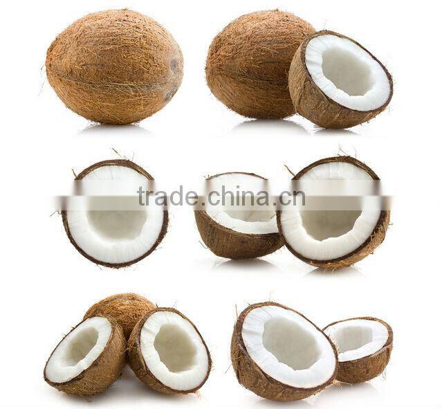 Coconut oil extracting machine stainless steel/coconut processing machinery