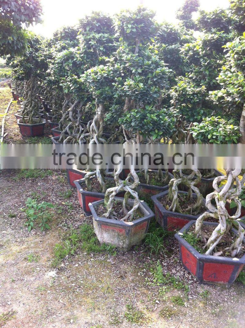 Middle size Braid tower shape bonsai ficus microcarpa