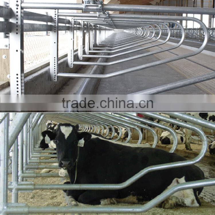 Farm livestock equipment for cow loops cow cubicle