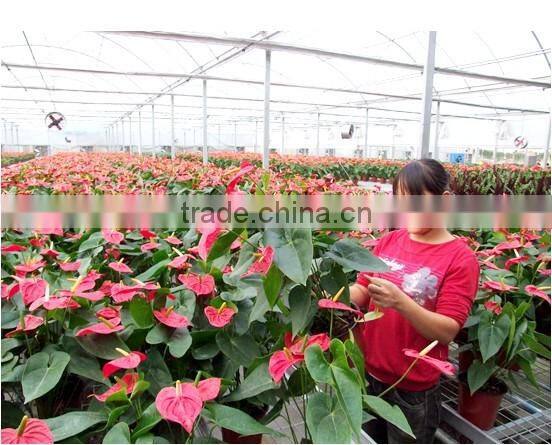 Made in China garden greenhouse,flower greenhouses, fiberglass greenhouse