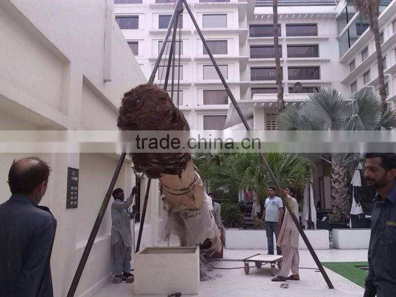 Outdoor Large Decorative Fiberglass Artificial Date Palm Tree