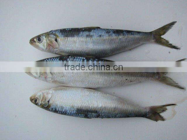 frozen whole round sardine