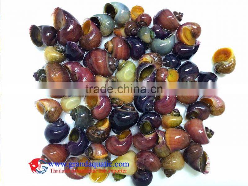 Apple Snail for freshwater aquarium fish