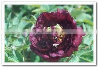 Tree Peony Plant Root