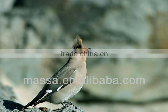 2.0x 74mm Telephoto lens 827