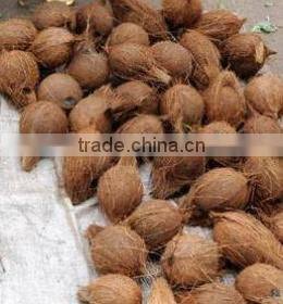 coconuts for sale