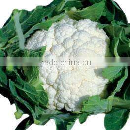 Best quality frozen cauliflower