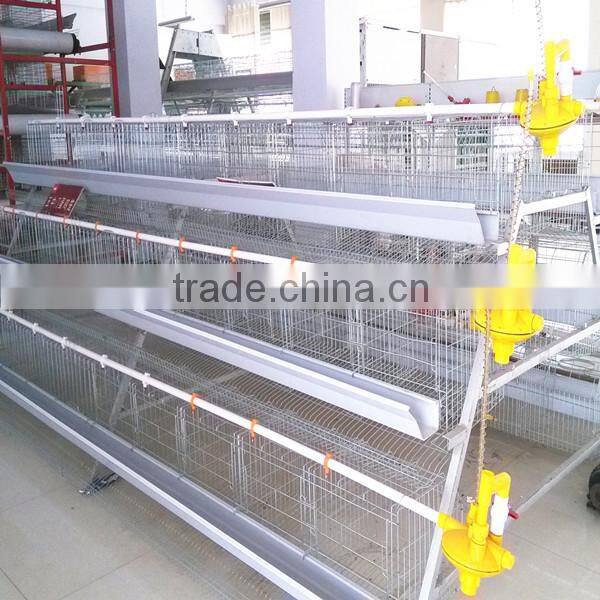 Best automatic sheds for poultry broiler chicken farm