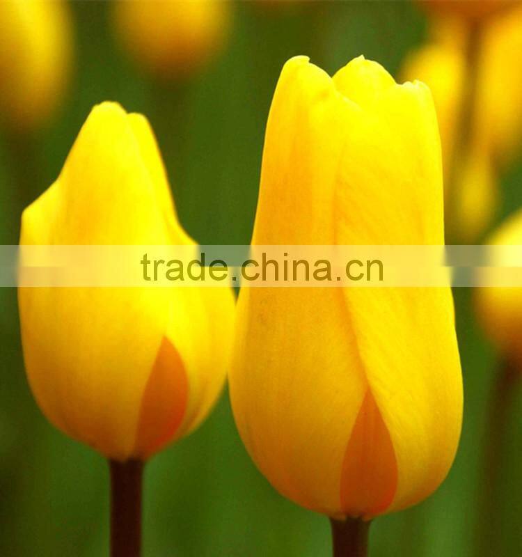 Holland fresh yellow tulip cut flower from kunming yunnan