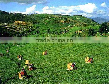 Green Tea Powder instant tea powder