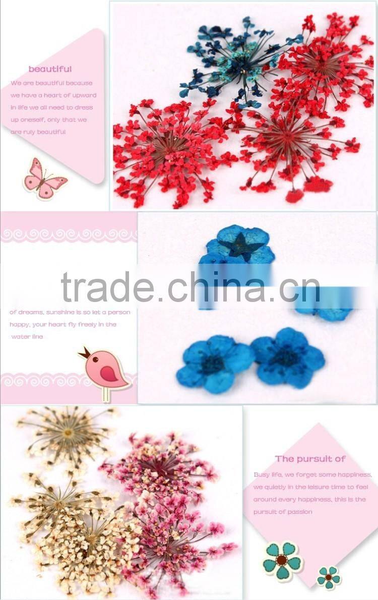 2016 Latest hot nail art dry flower decoration DIY flower dry for nail art