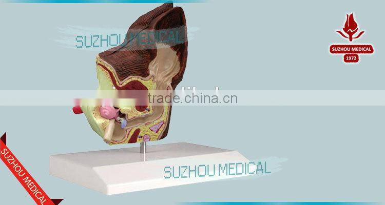 Biological Teaching Aids Anatomic Dog Ear Model