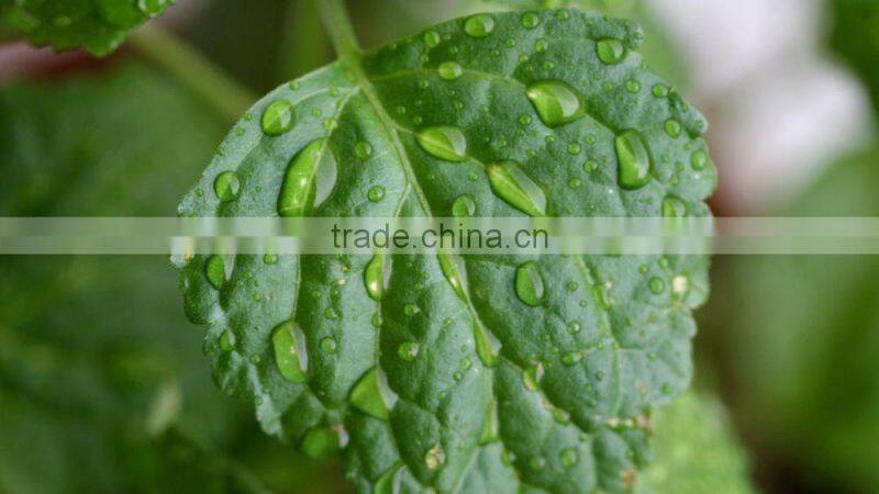 100% Pure Patchouli Oil For Exports | Patchouli Oil From India