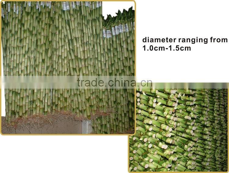 DRACAENA SANDERIANA 10cm-80cm straight lucky bamboo bonsai hot sale in USA market indoor ornamental water aquatic plants