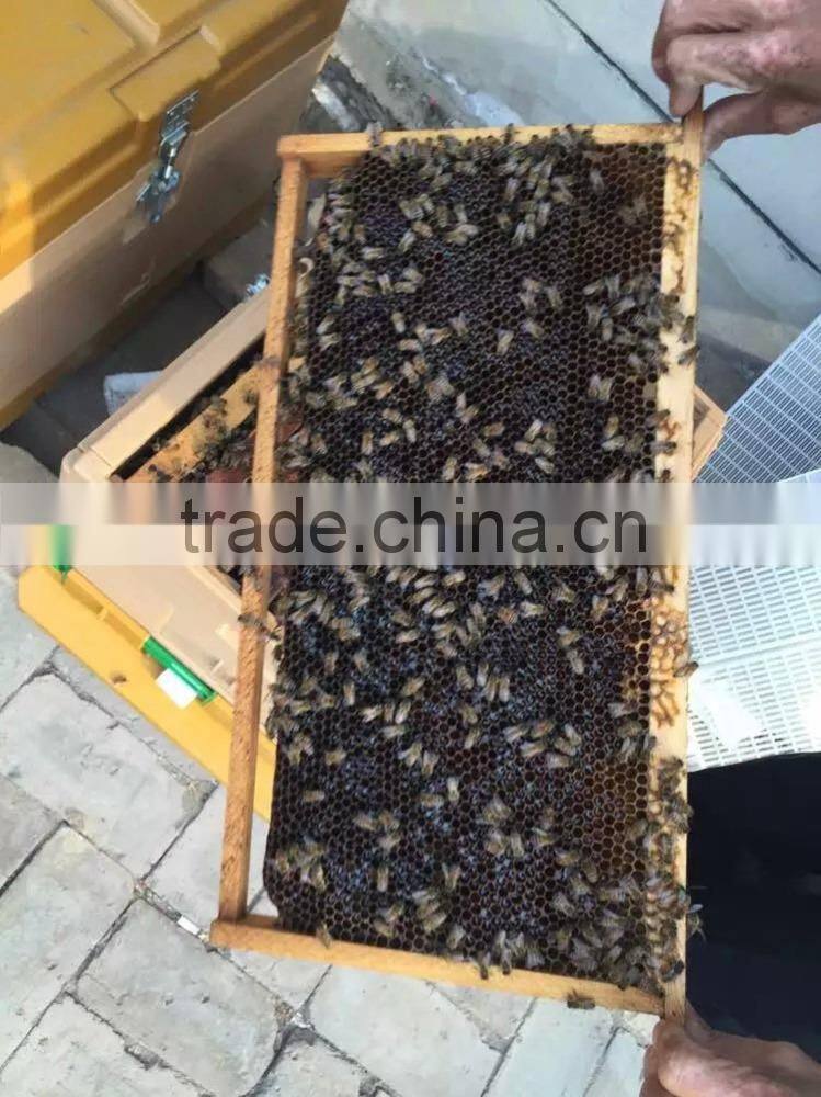 long service life bee hive apiary