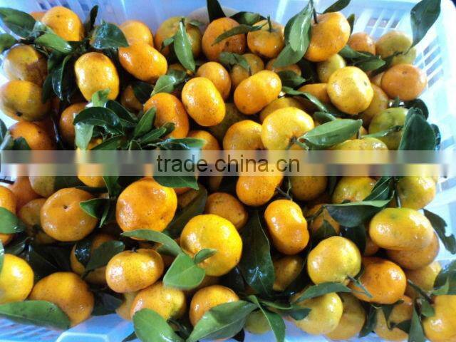 Fresh Baby Mandarin Orange Citrus Fruits