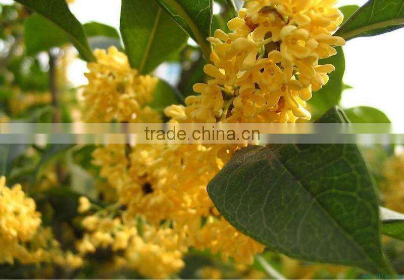 EC100 essential oil extraction equipment hot sale