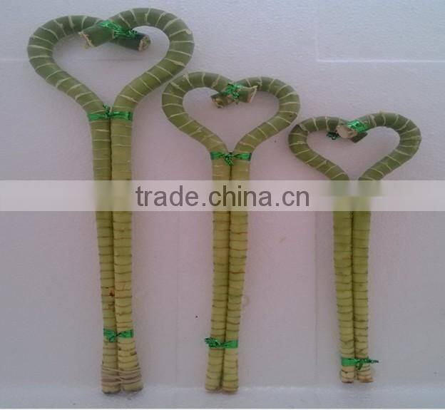 Lucky bamboo ( Dracaena Sanderiana) heart arrangement