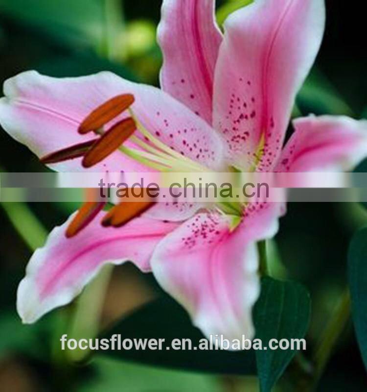 Natural Real Touch Lilium Sorbonne Lily For Cut Flower