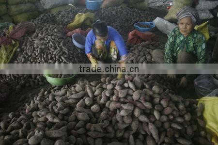 FRESH PURPLE SWEET POTATO - HIGH QUALITY - GOOD PRICE