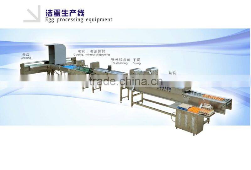 hotly sold egg processing machine