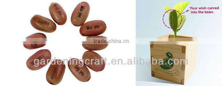 import china products bonsai tree magic growing message beans
