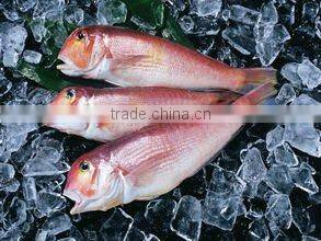 plate ice making machine for storage of aquatic products