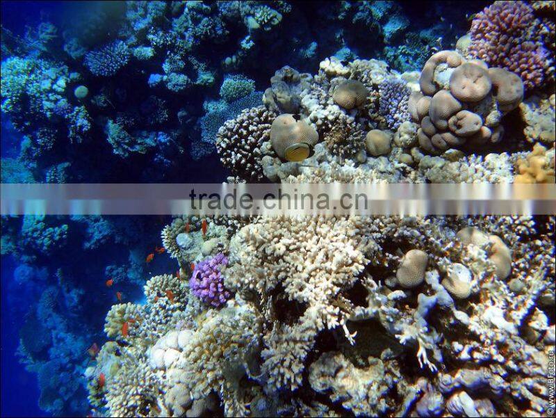 2016 3D Design Building Material New Model Flooring Tiles