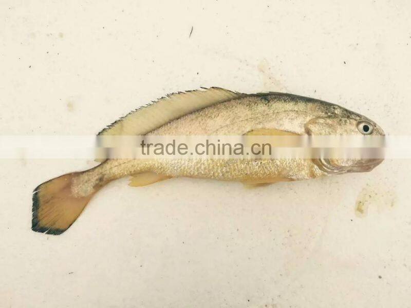 FDA BRC Whole Round Frozen Yellow Croaker Fish For Sale