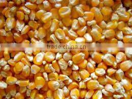 Yellow Corn - Animal Feed