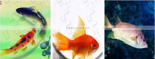 2013 Hot Selling Floating Fish Feed Pellet Extruder