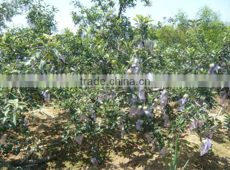 Seaweed extract organic liquid root bio fertilizer organic NPK fertilizer