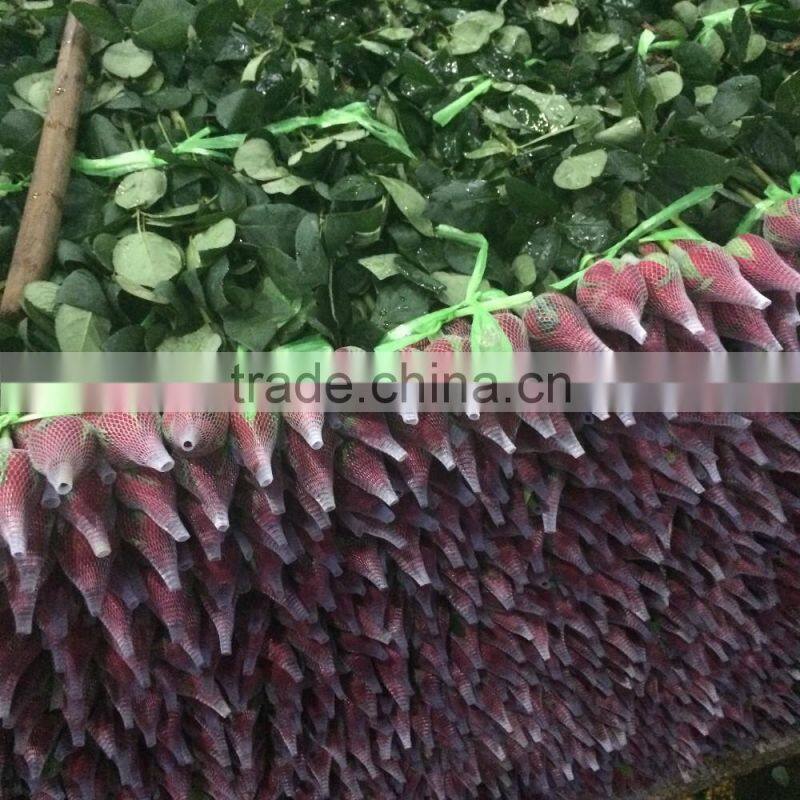 2016 Kunming fresh cut flowers fresh cut roses wholesale price