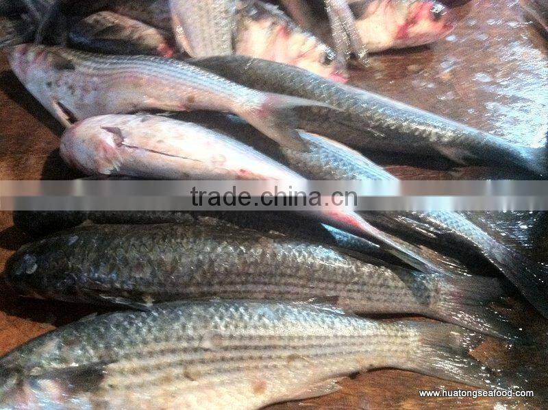 BQF grey mullet whole round ,1000+g Mugil Cephalus