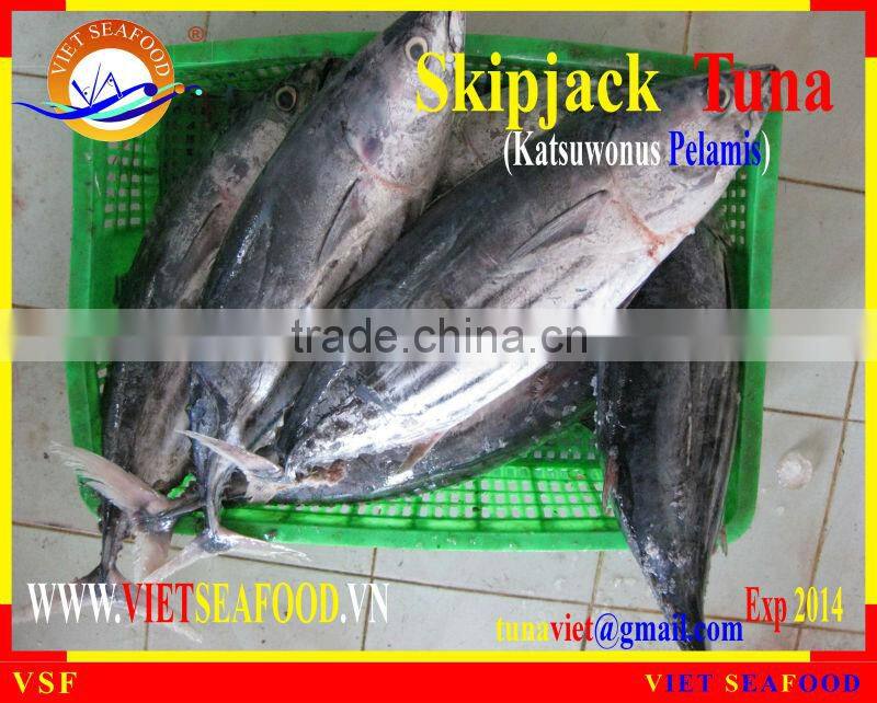 FROZEN SKIPJACK TUNA WHOLE ROUND