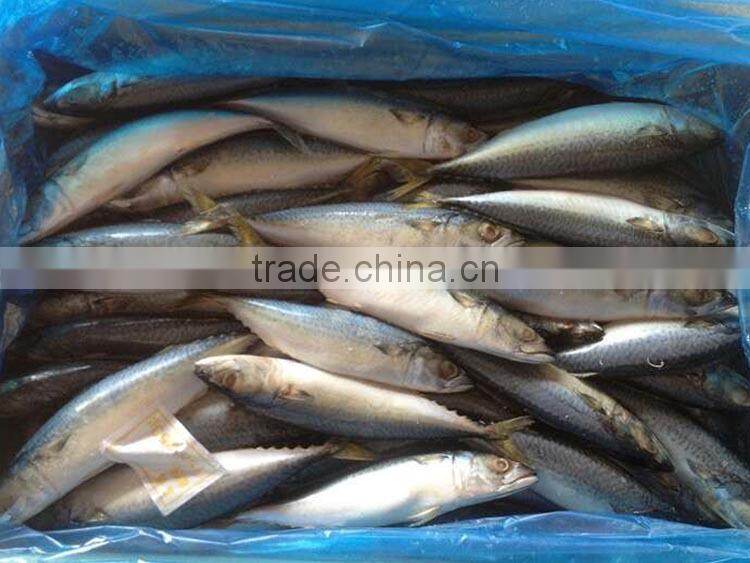 best quality frozen fish pacific mackerel from shidao