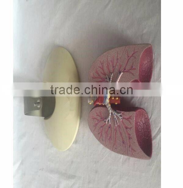 Simulation Model for Medical Research and Students Learning