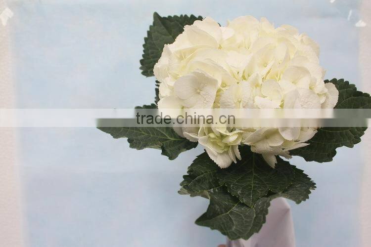 Wide varieties best selling fresh hydrangea flower