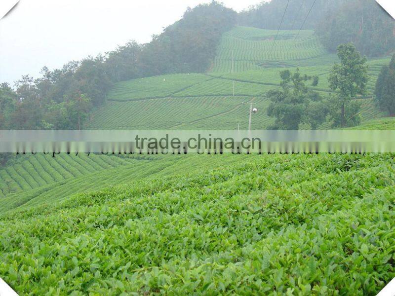 Factory Directly Provide China Alibaba Supplier Gunpowder green Tea 9175